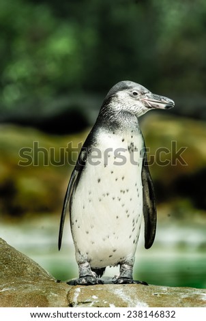 Funny penguin standing on a rock with dark background