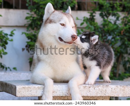 dog kiss dad mommy and son warm family love relationship