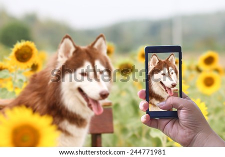 dog siberian husky love take photo in smart phone