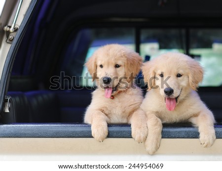 golden retriever dog in car animal travel