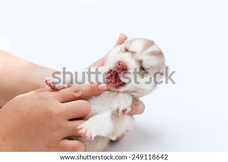 puppy dog born, puppy in hand, care and love, white background.