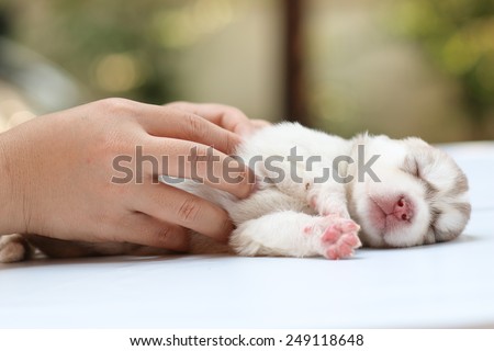 puppy dog born, puppy in hand, care and love, warming feeling, nature background.