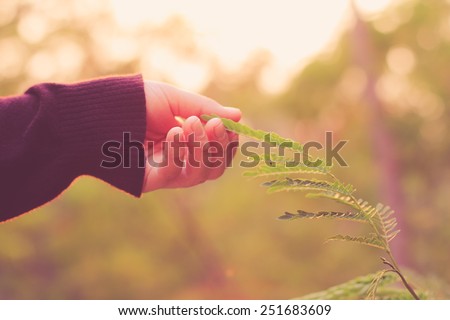 hand in nature, hand care world, little tree in sunset light warm.
