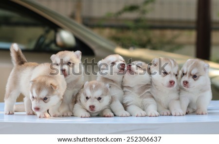 puppy dog sitting row, dog group, siberian husky cute.