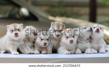puppy dog sitting row, dog group, siberian husky cute.