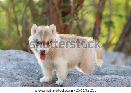 puppy dog standing on stone, dog smile in nature