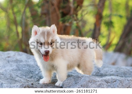 puppy dog standing on stone, dog smile in nature
