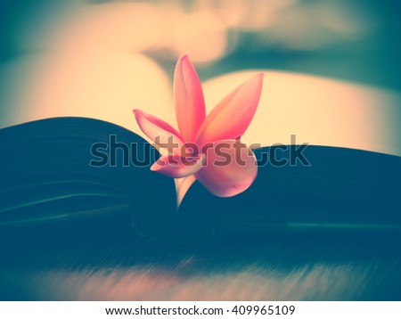 soft focus open old book page and pink flower in blurred background with vintage color tone effect filter, romantic background with retro filter effect, vintage still life