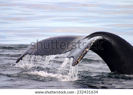 Tail fin of a gray whale in Atlantic unfocused, motion blur
