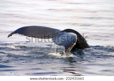 Tail fin of a gray whale in Atlantic unfocused, motion blur