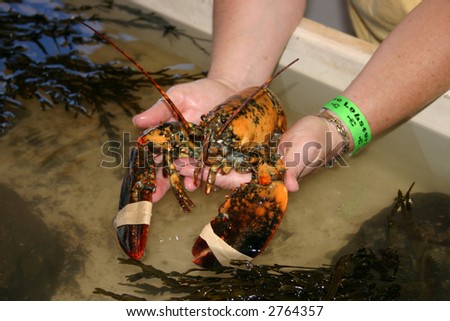 The odds of finding a yellow lobster are apparently around 1 in 30 million?