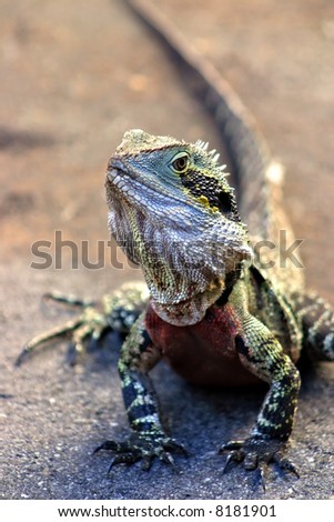 Iguana is a genus of lizard native to tropical areas of Central and South America
