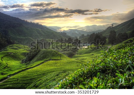 Tea plantation at the Cameron Highland, Malaysia