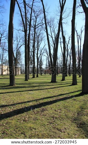 the shadows of the trees on the green grass on a sunny day in the park