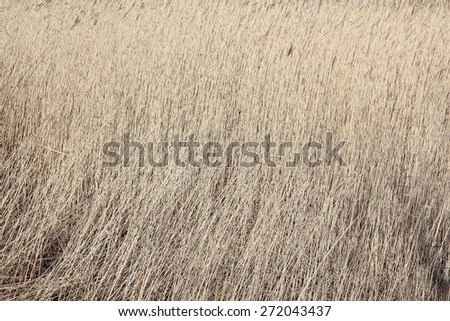 surface formed from dry thickets of reeds, texture