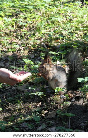 small red squirrel eat nuts with human hand