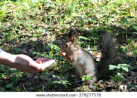 small red squirrel eat nuts with human hand