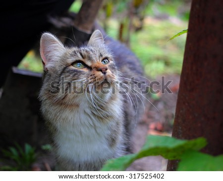 colorful cat with green eyes and white mustache lifted her head up, on a background of ground and grass