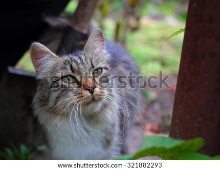 colorful cat with green eyes and white mustache lifted her head up, on a background of earth and grass