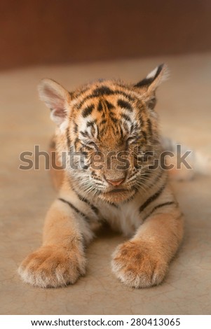 Portrait of Sleeping Baby Tiger in a Cage.  Small amount of noise due to low light in cage and camera with flash is prohibited.