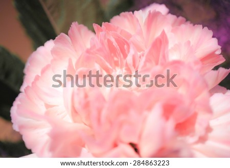 Soft Focus of Carnation, Blur Background, Soft and Dreamy Effect.