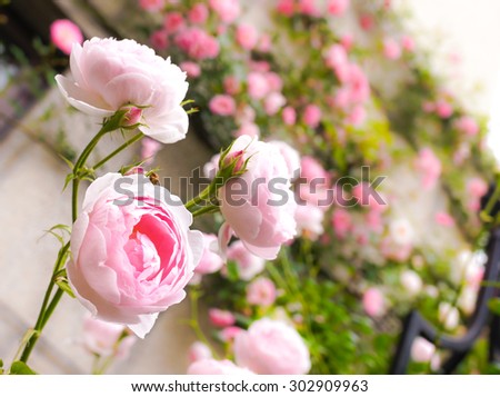 Soft Focus of Pink Roses with Blur Background