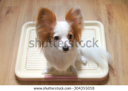 Cute Dog on a Training Pad Tray Holder, Wooden Floor Background, Continental Toy Spaniel Papillon Pure Breed