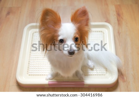 Cute Dog on a Training Pad Tray Holder, Wooden Floor Background, Continental Toy Spaniel Papillon Pure Breed [Vivid Bright Collection]