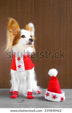 Elegant Dog in Santa Clause Suit Looking away, Continental Toy Spaniel Papillon Pure Breed