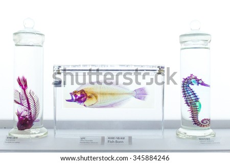 Transparent Specimens of the sea life bones and organs : from left to right is Bird Wrasse, Olive Flounder, Babouri Seahorse. Isolated on White Background