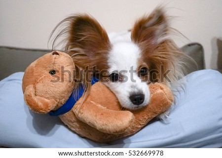 Dog with teddy bear. Sleepy Dog with a new stuffed animal soft toy, selective focus, Continental Toy Spaniel Papillon Dog Breed, Pure Breed. Soft focus on eyes, grained filter