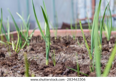 Garlic (Allium sativum)  growing in seedbed. It is a species in the onion genus. Vegetable garden. Household plot. Dacha.