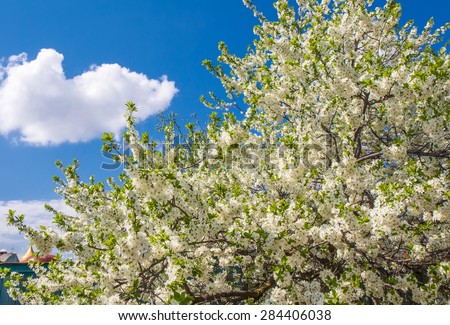 The apple tree (Malus domestica) is a deciduous tree in the rose family best known for its sweet, pomaceous fruit. Blossom. Household plot. Dacha.
