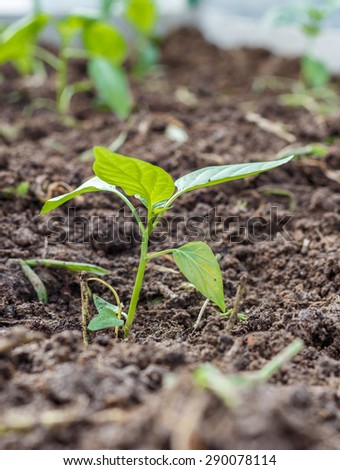 Seedlings of Bell pepper in the ground. Vegetable garden.  Household plot. Dacha.