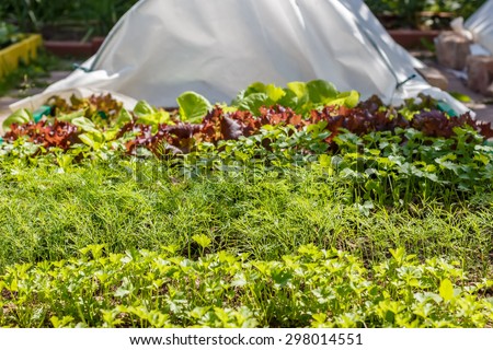 Leaf vegetable. Cilantro, parsley, dill and  lettuce in seedbed. Vegetable garden. Household plot. Dacha.
