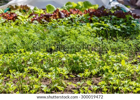 Leaf vegetable. Cilantro, parsley, dill and  lettuce in seedbed. Vegetable garden. Household plot. Dacha.