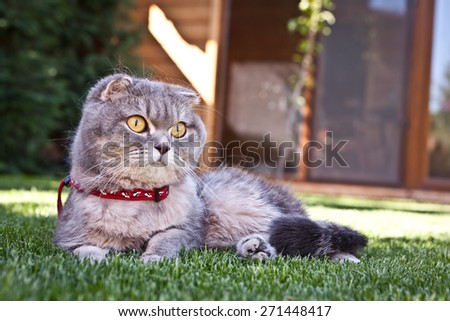 Scottish fold cat outdoor