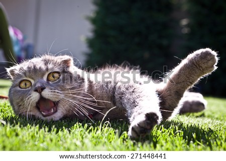 Scottish fold cat outdoor