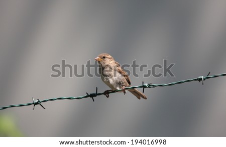 Brown Bird in the Barbed Wire, Braga, Portugal