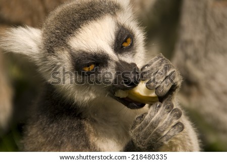 Ring-tailed lemur: They are highly social living in large groups lead by a dominant female. Conservation status Endangered