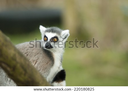 Ring-tailed lemur They are highly social living in large groups lead by a dominant female. Conservation status Endangered