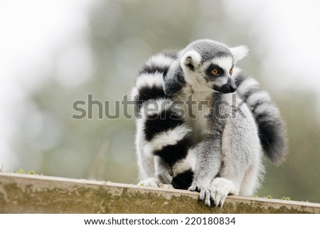 Ring-tailed lemur They are highly social living in large groups lead by a dominant female. Conservation status Endangered