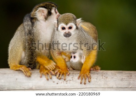 Squirrel monkey They live in Central and South America and leave in the mid-layer of the trees. Capture for the pet trade leaves them traumatised. The US even shot one into space!