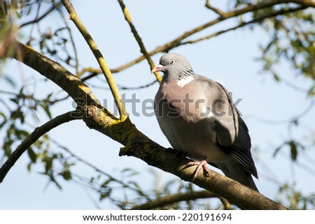 Wood Pigeon UK\'s largest and commonest pigeon