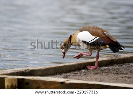 Egyptian Goose This goose is actually related to the shelduck and is an introduced species to the UK. Their conservation status is Least Concern