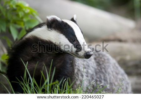 The European badger also called Eurasian badger and is (or was) part of a controversial cull in the UK