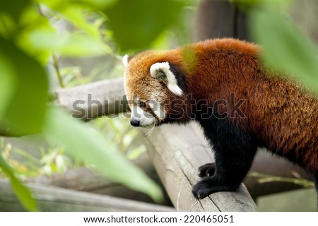 A Himalayan native the Red Panda is classified as vulnerable by the IUCN - with a wild population under 10,000