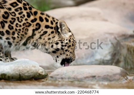 The Amur leopard is probably the most endangered big cat in the world, with as few as 45 adults left in the Wild (according to the WWF). As you can imagine this photo is not of a wild animal.