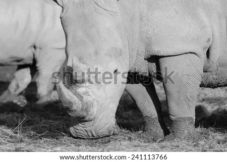 White rhinos are the largest species of rhino