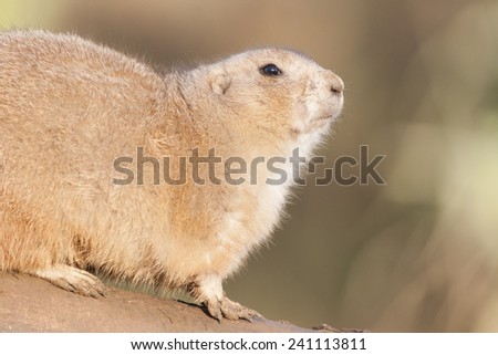 Prairie Dogs are a rodent native to the North American prairies